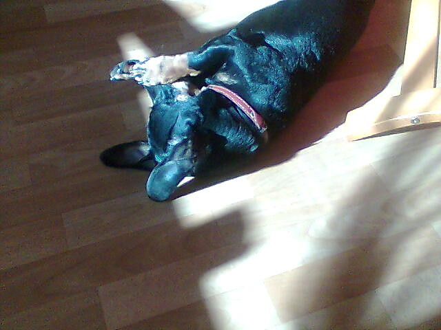 Mj Dog 