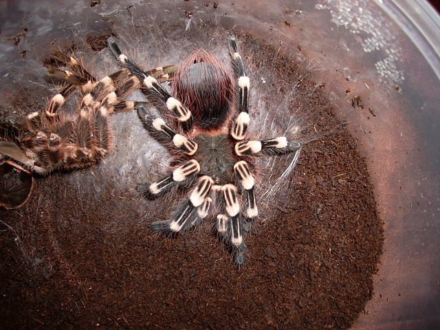 A. geniculata