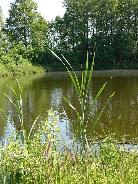 Wpis pseudokibicki