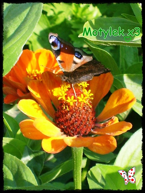 48 ... Motylek x3