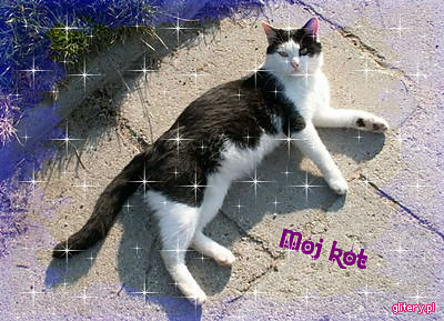 Mj kotek xD