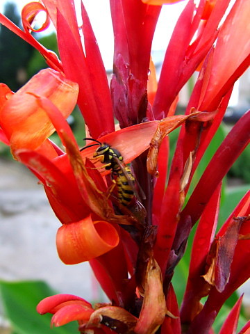 bzzz.. ^^