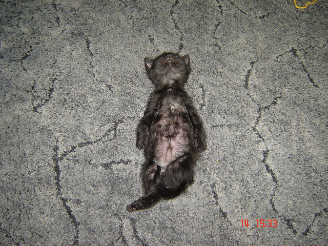 Kotek