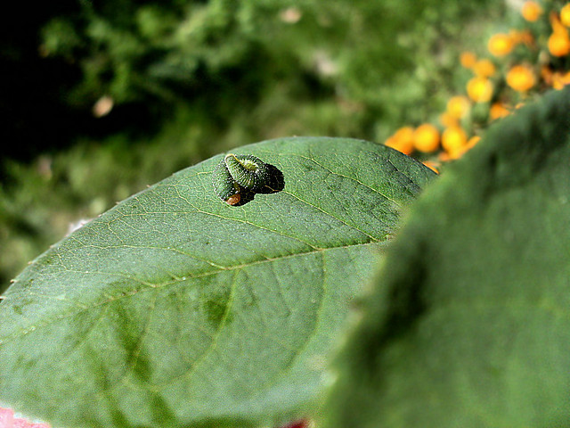 Wpis maxima