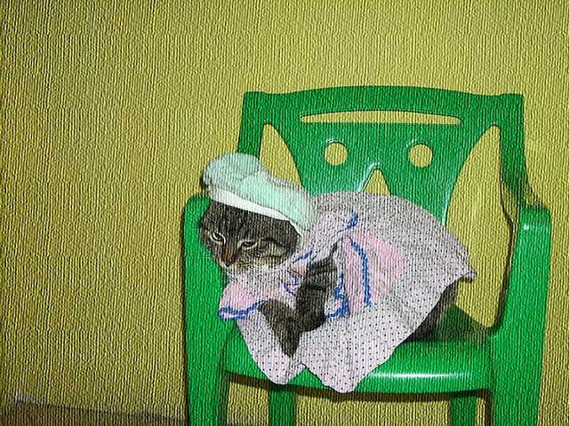 to muj kotek