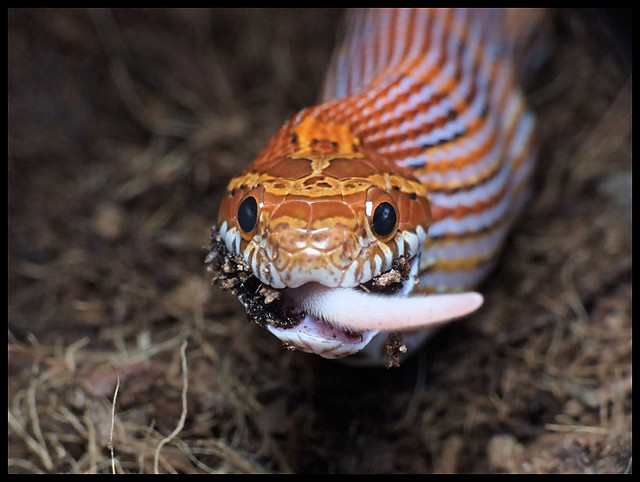 Panthrophis guttatus 