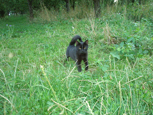 Puma ;*