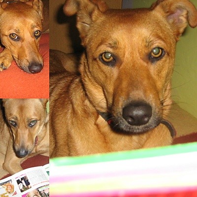 sania