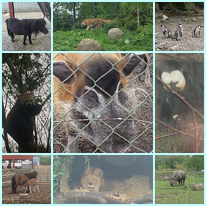 W ZOO