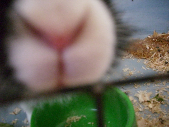 Mj nosek