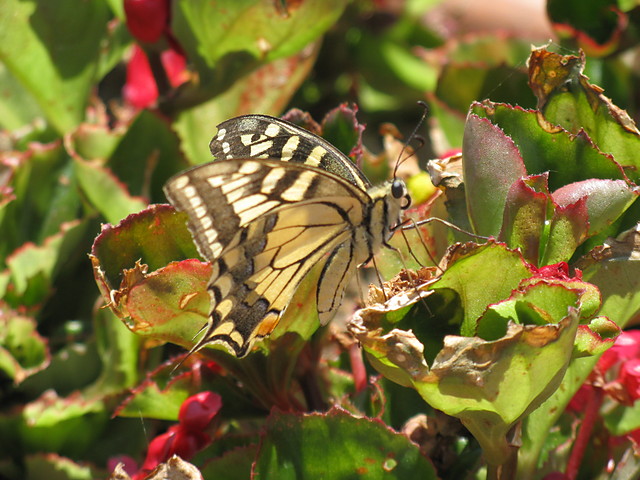 motyl z San Marino