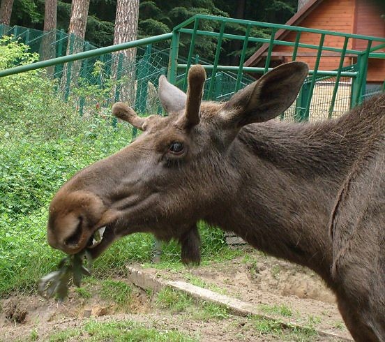 Wycieczka do ZOO