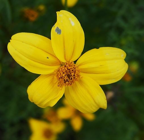 Wpis domisia
