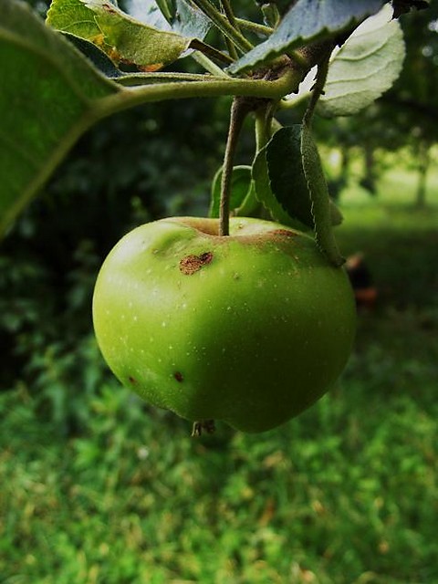 Wpis domisia
