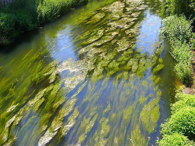 rwca rzeka