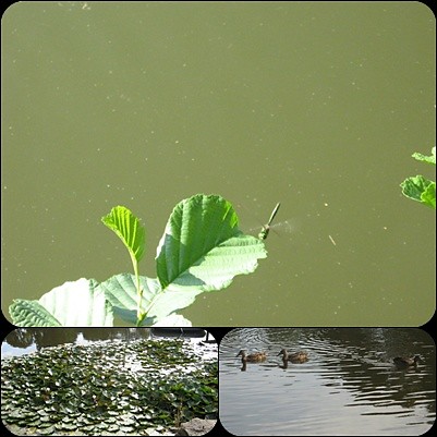 Natura
