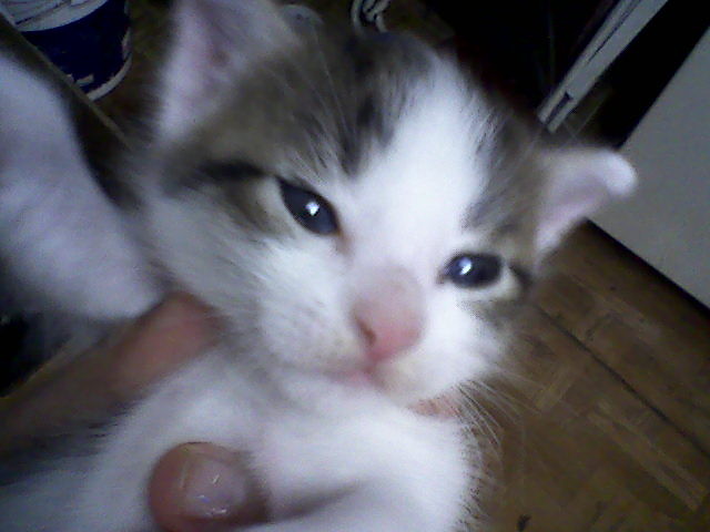 Moja cicia :)