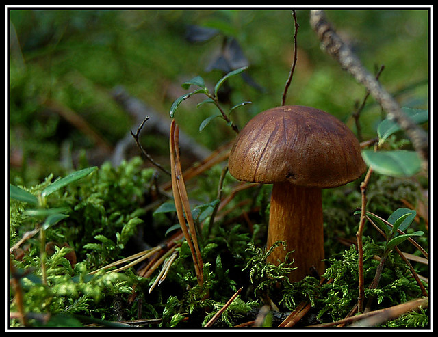 Mazury 2008