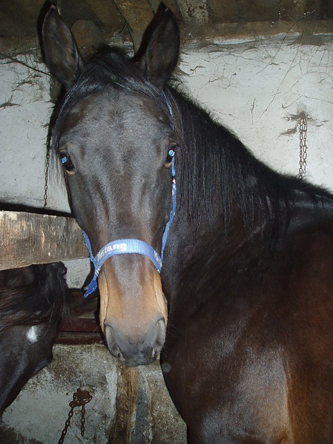 Archiwia