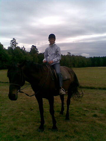 Wpis horsestarpl