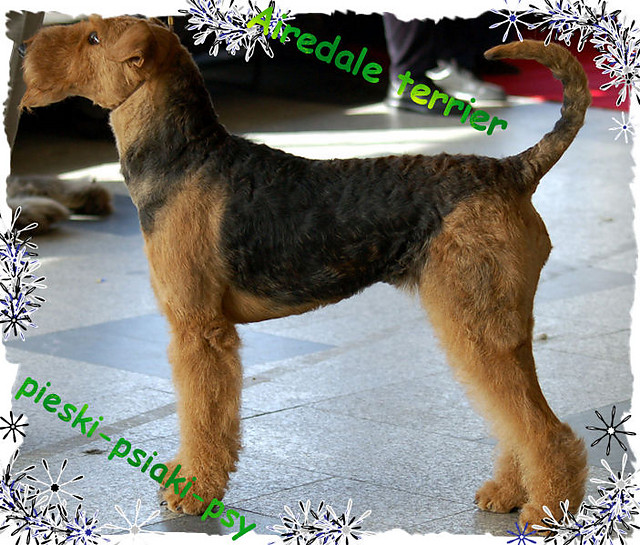 Airedale Terrier