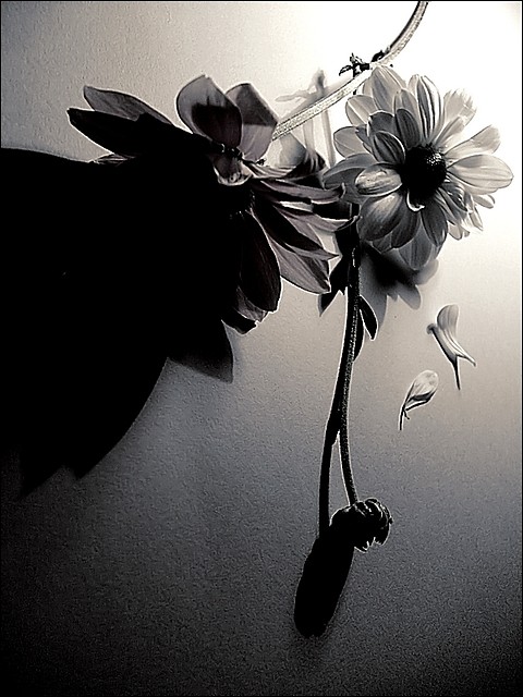 loves me not 