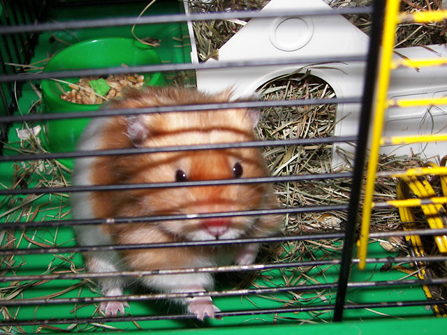 My hamster