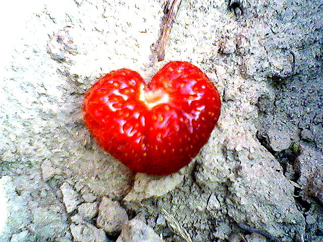 Wpis elpii
