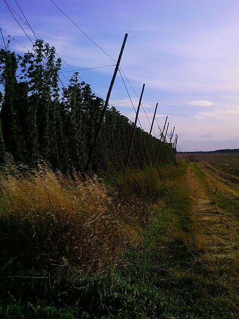 Dungla chmielu.