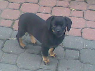 Maksio!!!