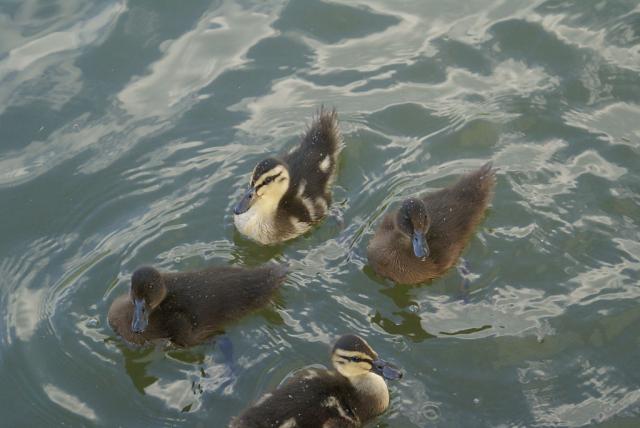 bebe canard x 4