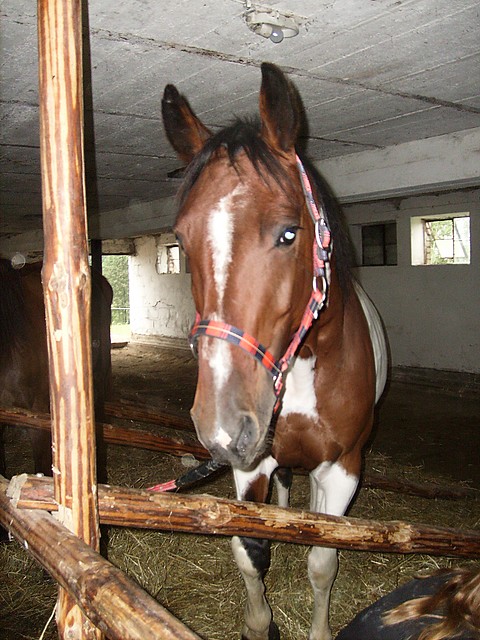 Horse Works
