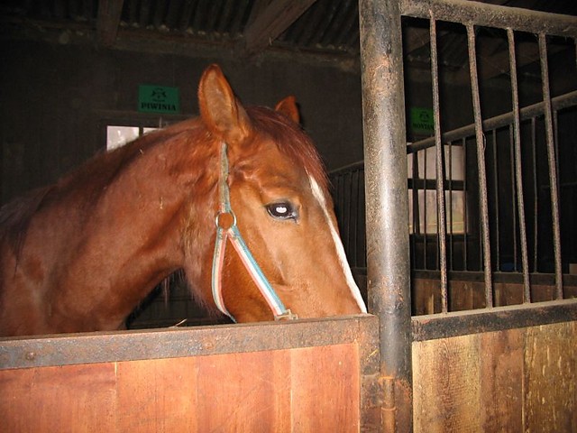 Piwinia