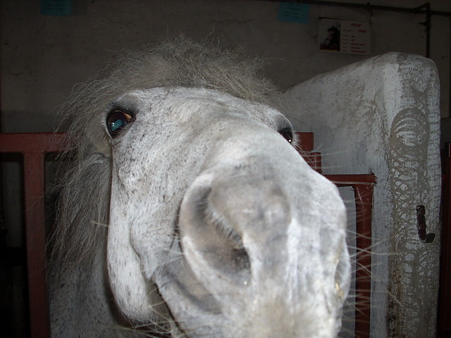 Konik na biegunach!!! :)