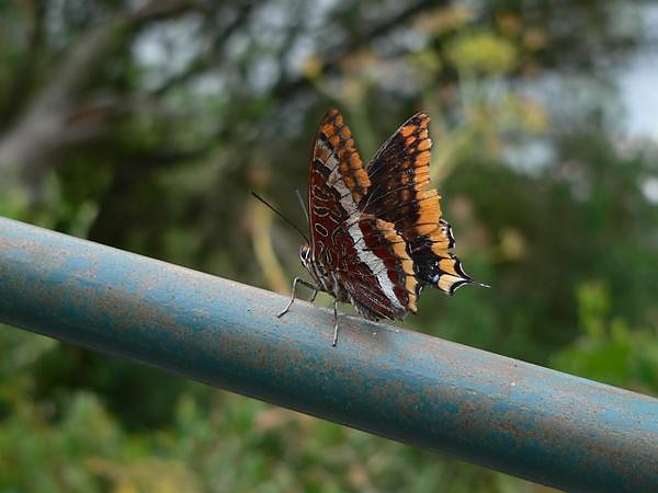 Motyl