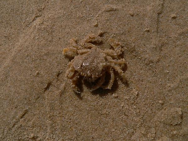 Krab...