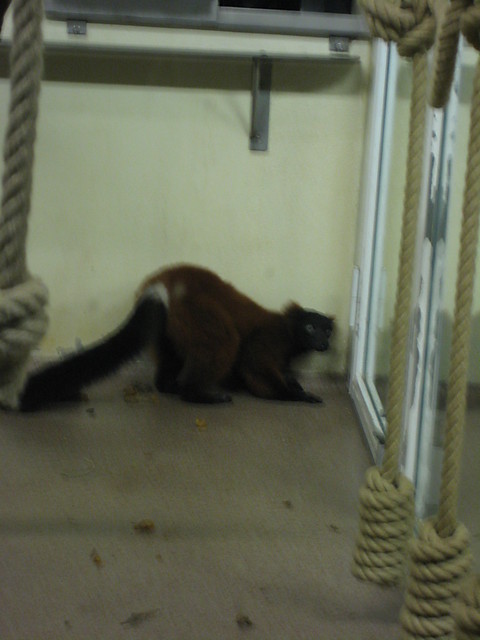 Malpiszon xDD