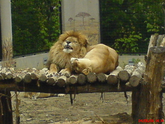 zoo