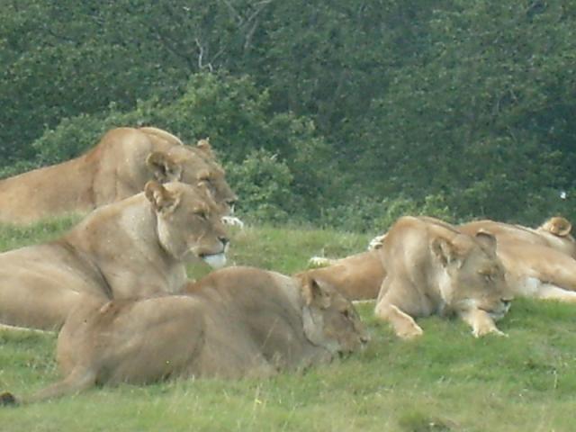 Wild...;p