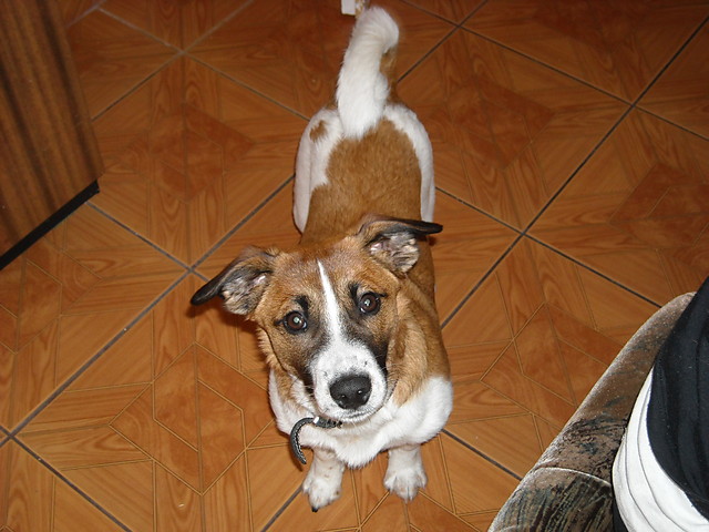 maxiu
