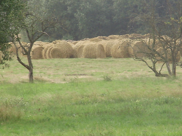 Natura