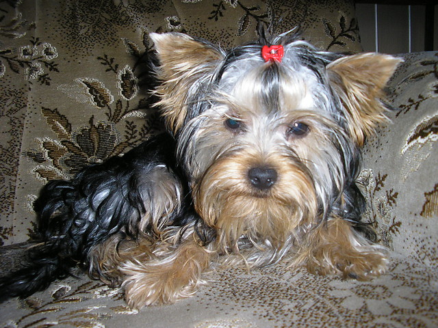Deki 