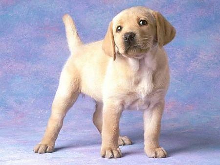 Moja labradorka