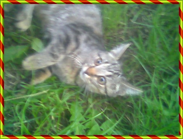 Melusia:)