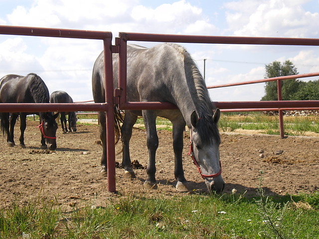 Konik