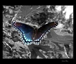 Niebieski motyl...