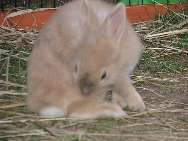 krliczek