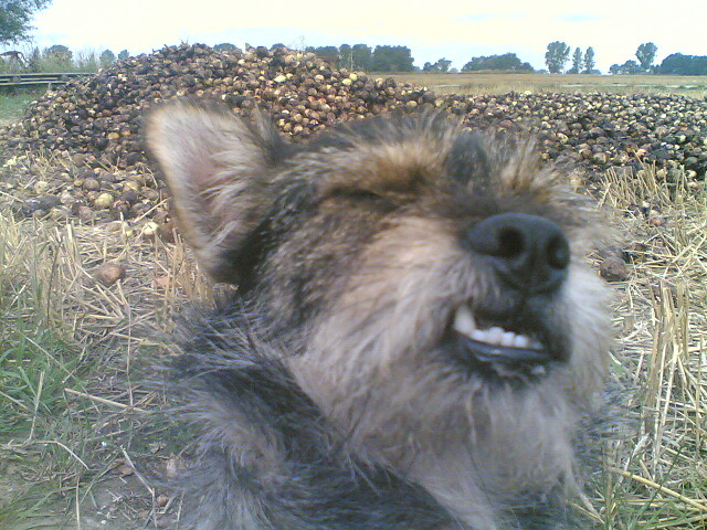 piesio:)0)