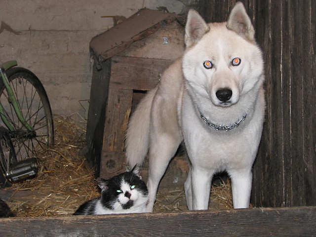 Ziomy