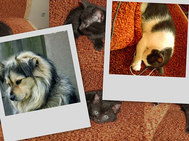Aron,kosia,kitus